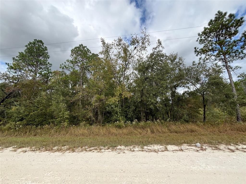 A view of a wooded lot with tall trees and a sandy foreground — Lot 11 RED MARLIN AVENUE, WEEKI WACHEE, FL