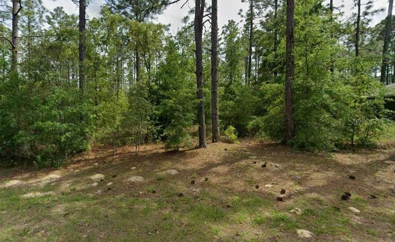 A wooded lot with tall pine trees and scattered ground vegetation — 1204 W FAN DRIVE, CITRUS SPRINGS, FL