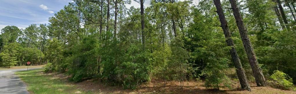 A wooded, undeveloped lot with tall pine trees and dense undergrowth beside a paved road — 1204 W FAN DRIVE, CITRUS SPRINGS, FL