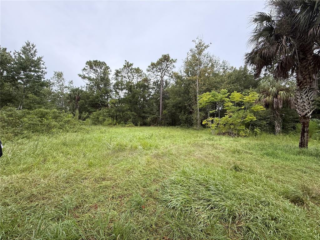 A grassy, open lot is bordered by a dense line of trees and palm trees — 7435 W LINCOLN LANE, HOMOSASSA, FL