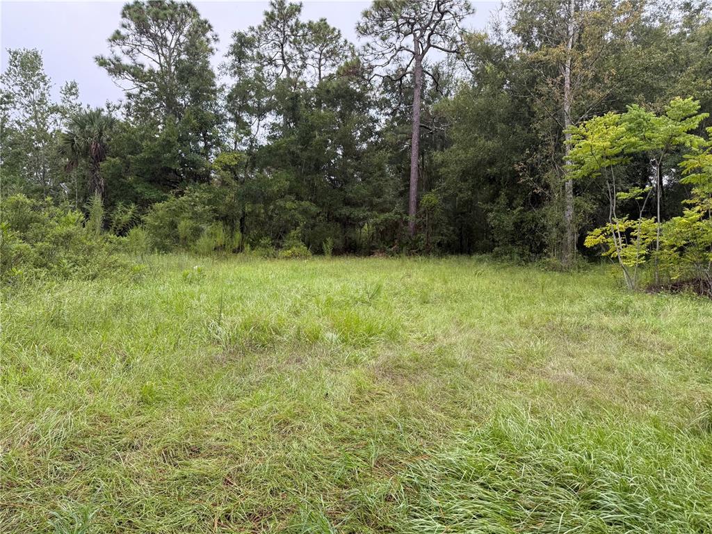A grassy, open lot is bordered by a dense line of mature trees and shrubs — 7435 W LINCOLN LANE, HOMOSASSA, FL