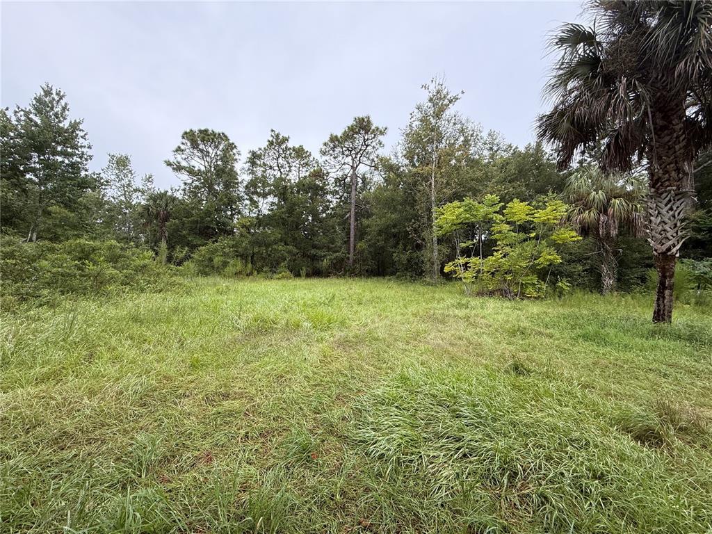 A grassy, undeveloped lot features a mix of tall trees and a palm tree — 7435 W LINCOLN LANE, HOMOSASSA, FL