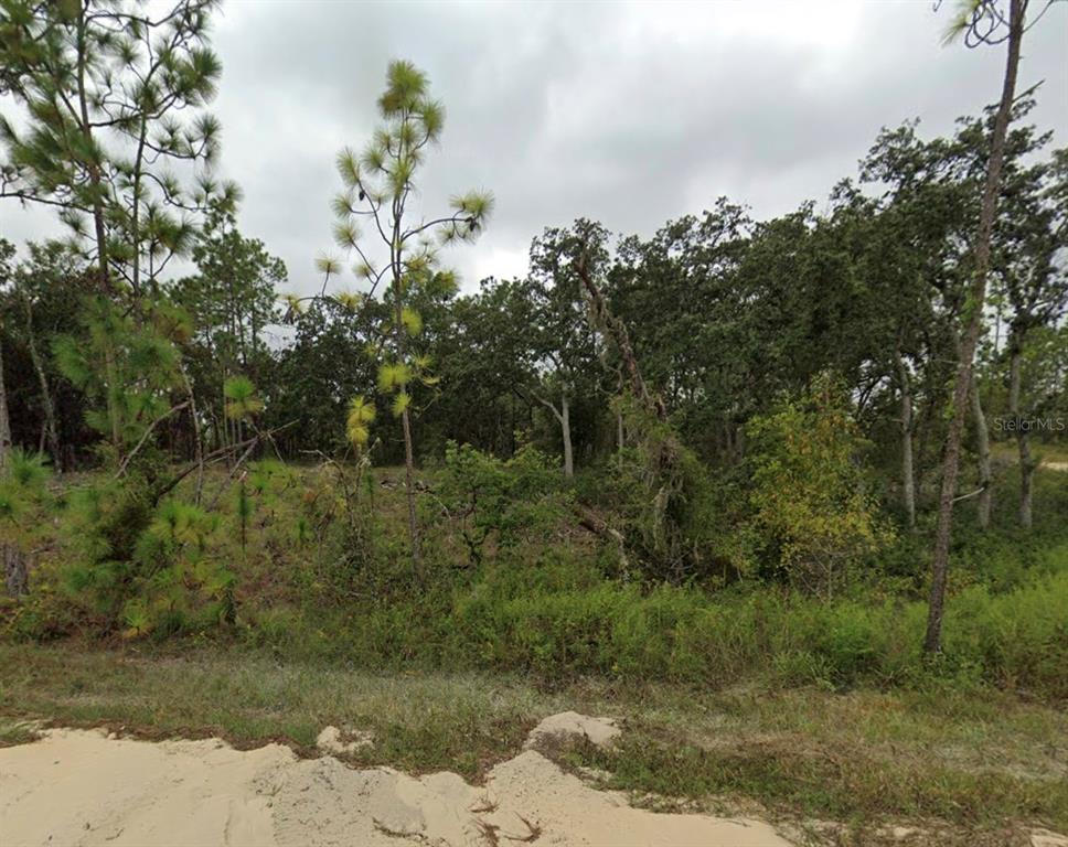A view of a wooded, undeveloped lot with sandy ground in the foreground — TBD SE 148 AVENUE, WILLISTON, FL