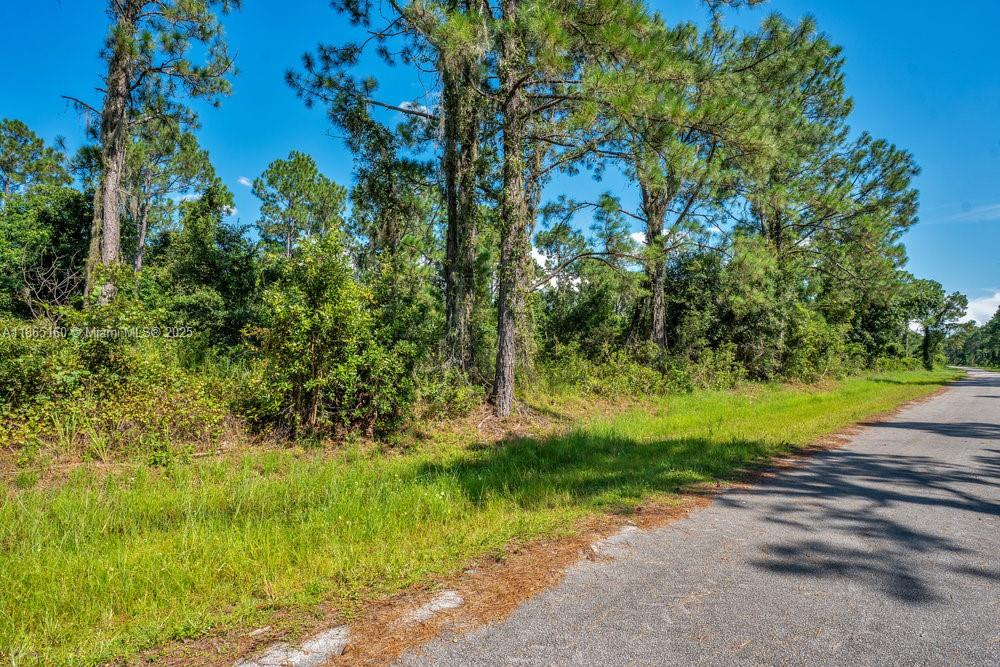 A paved road runs alongside a wooded lot with tall pine trees and green vegetation — 8176 Mantua Ave, Sebring FL 33872, SEBRING, FL