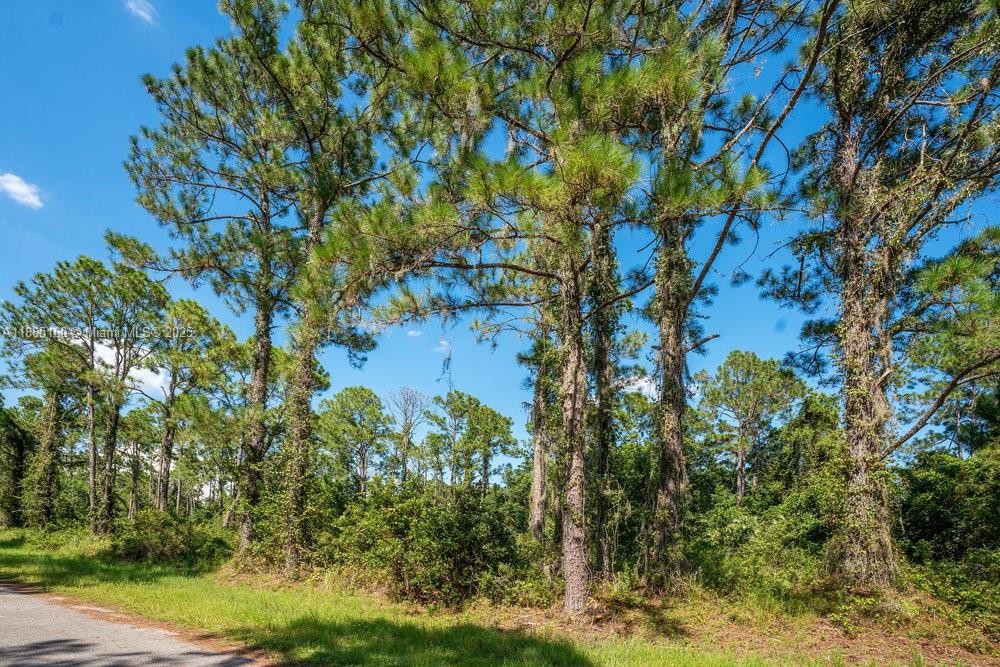 A view of tall pine trees and dense green vegetation under a clear blue sky — 8176 Mantua Ave, Sebring FL 33872, SEBRING, FL
