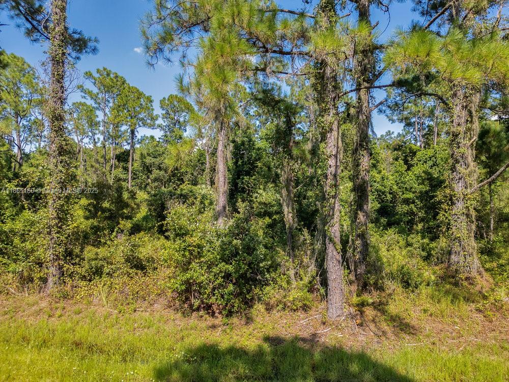 A wooded lot featuring tall pine trees and dense undergrowth under a clear blue sky — 8176 Mantua Ave, Sebring FL 33872, SEBRING, FL