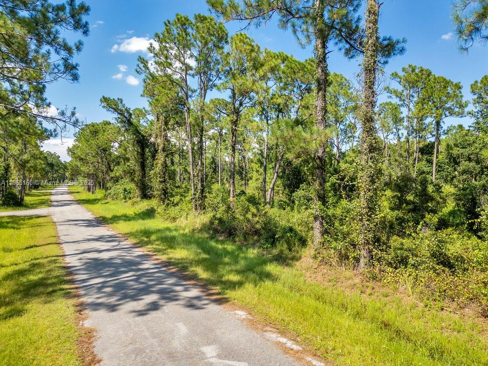 A paved road runs alongside a wooded area with tall pine trees and dense vegetation — 8176 Mantua Ave, Sebring FL 33872, SEBRING, FL