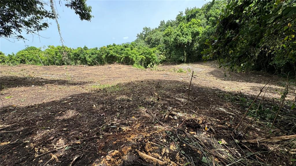 A cleared, sloping plot of land bordered by dense trees and vegetation — BO. CIDRAL PR-450, SAN SEBASTIAN, PR