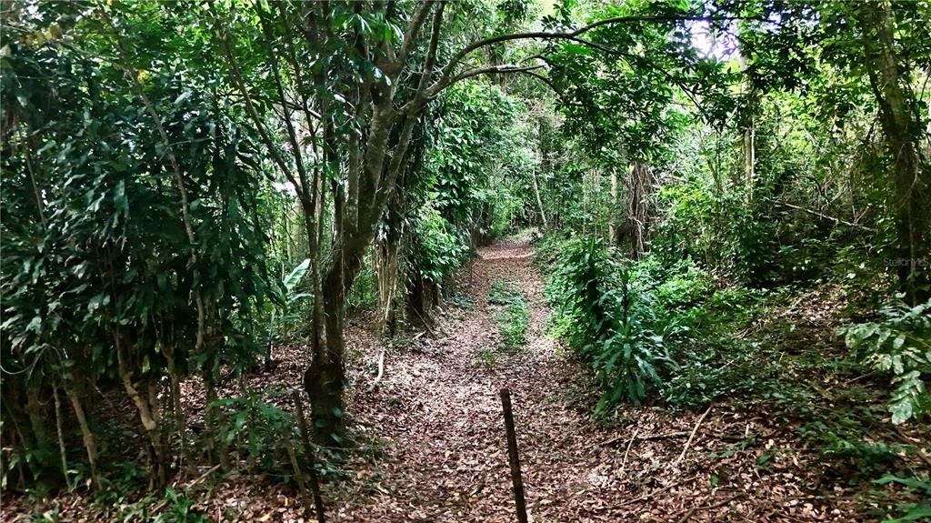 A dirt path winds through a dense, wooded forest area — BO. CIDRAL PR-450, SAN SEBASTIAN, PR