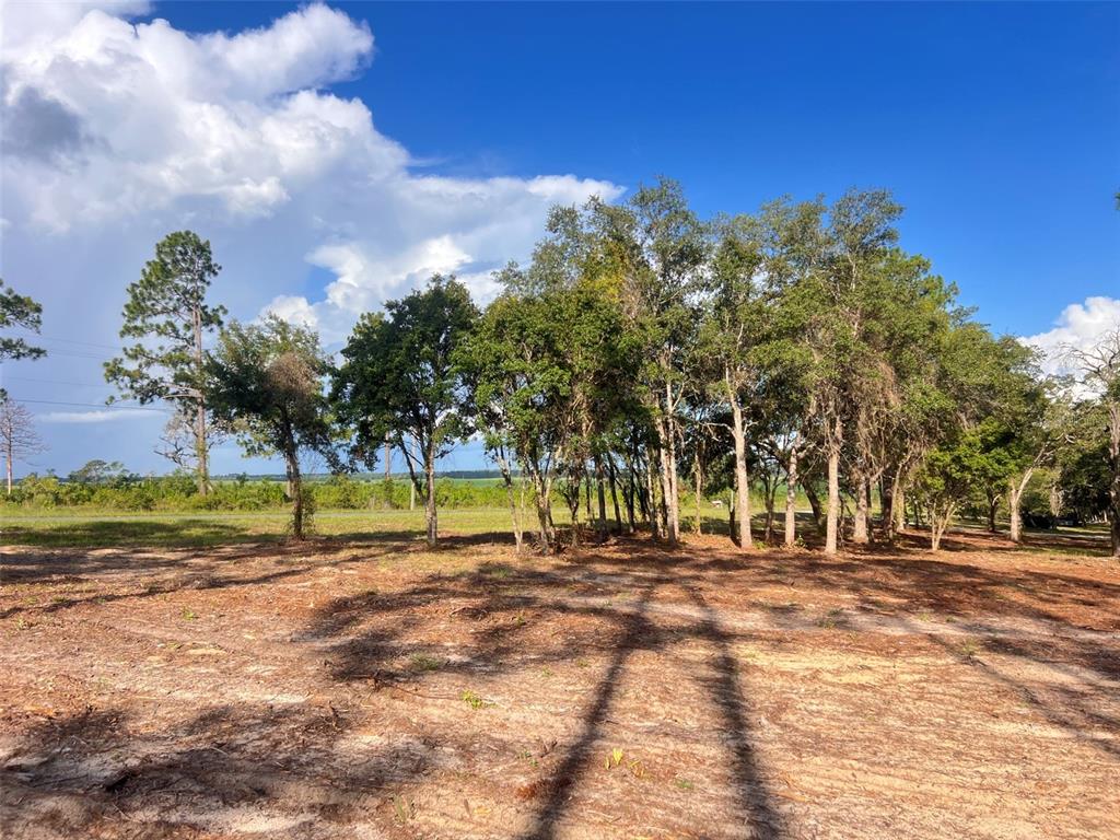 A cleared, sandy lot features a cluster of mature trees under a blue sky — LEVY STREET, WILLISTON, FL