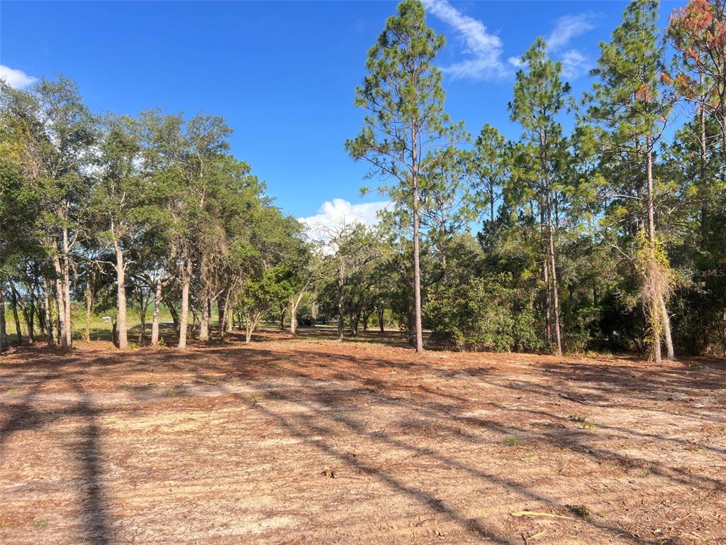 A cleared, sandy lot is surrounded by a dense forest of pine and oak trees — LEVY STREET, WILLISTON, FL