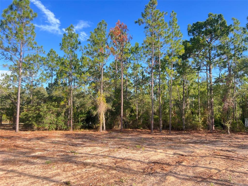 A cleared, sandy lot is bordered by a line of tall pine trees — LEVY STREET, WILLISTON, FL
