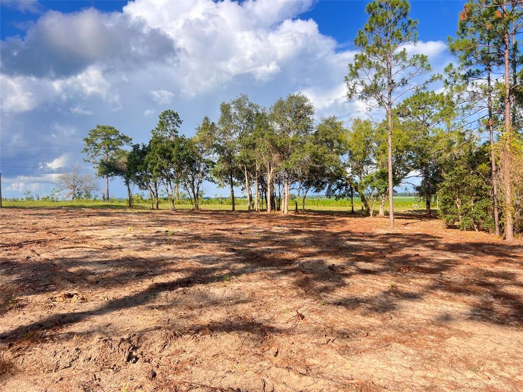 A cleared, sandy lot features a line of trees against a blue, cloudy sky — LEVY STREET, WILLISTON, FL