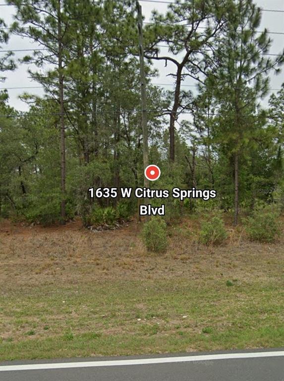 A vacant, wooded lot is viewed from the adjacent road with a utility pole present — 1635 W CITRUS SPRINGS BOULEVARD, CITRUS SPRINGS, FL
