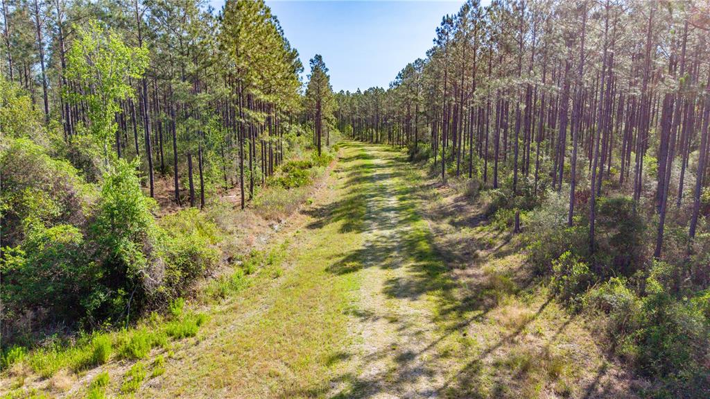 An aerial view shows a grassy path cutting through a dense pine forest — TBD NW 57TH LANE, STARKE, FL