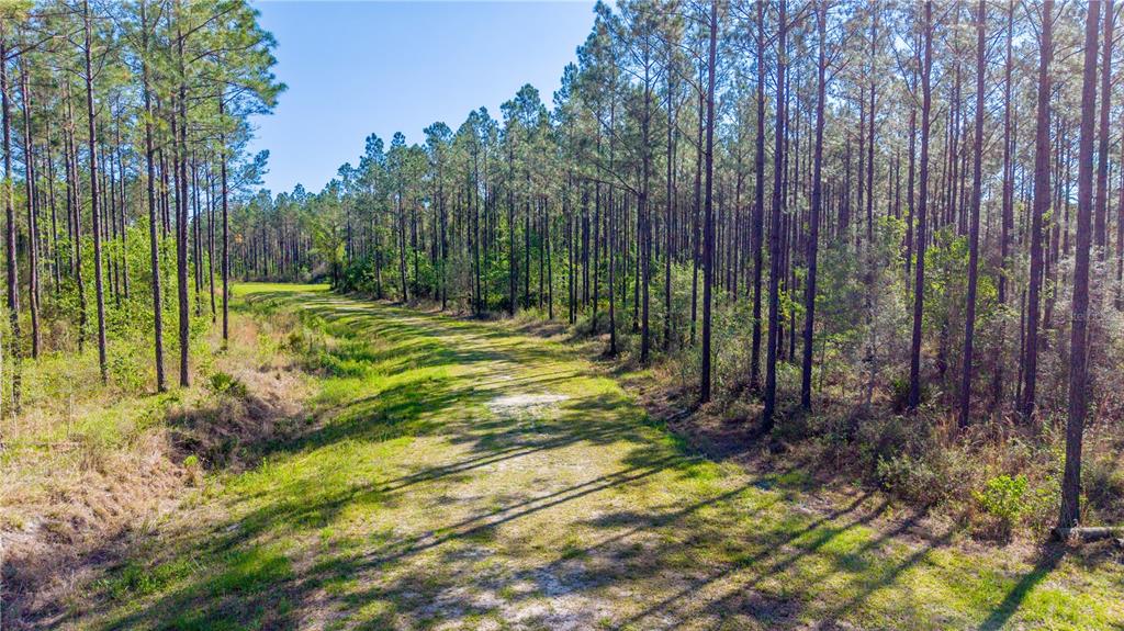 A dirt path winds through a grassy clearing bordered by a dense pine forest — TBD NW 57TH LANE, STARKE, FL