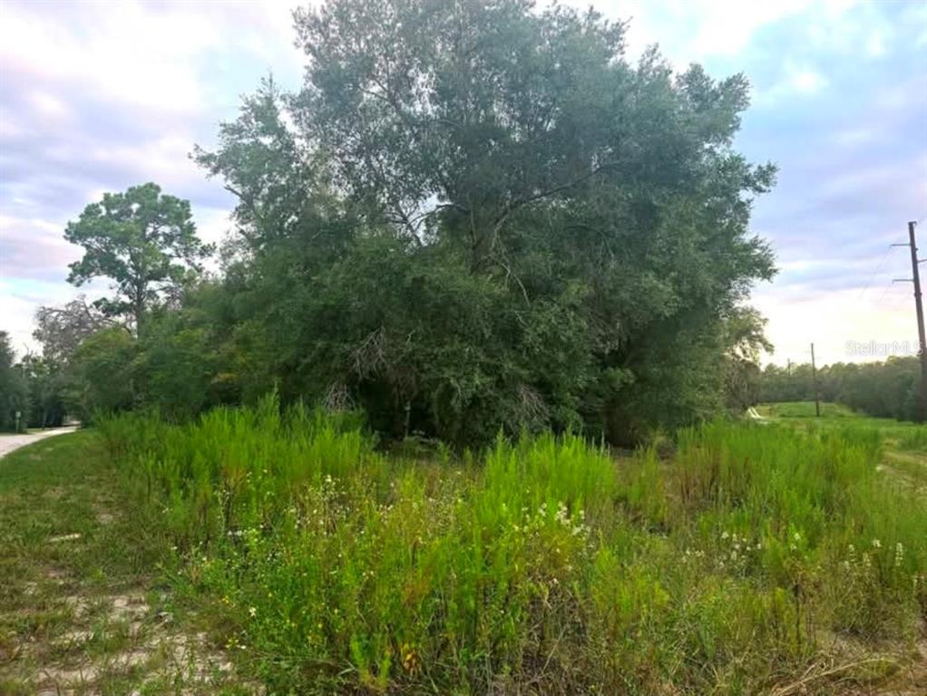 A large, mature tree stands in a grassy, undeveloped lot under a cloudy sky — TBD S SAN ANGELO PARKWAY, DUNNELLON, FL