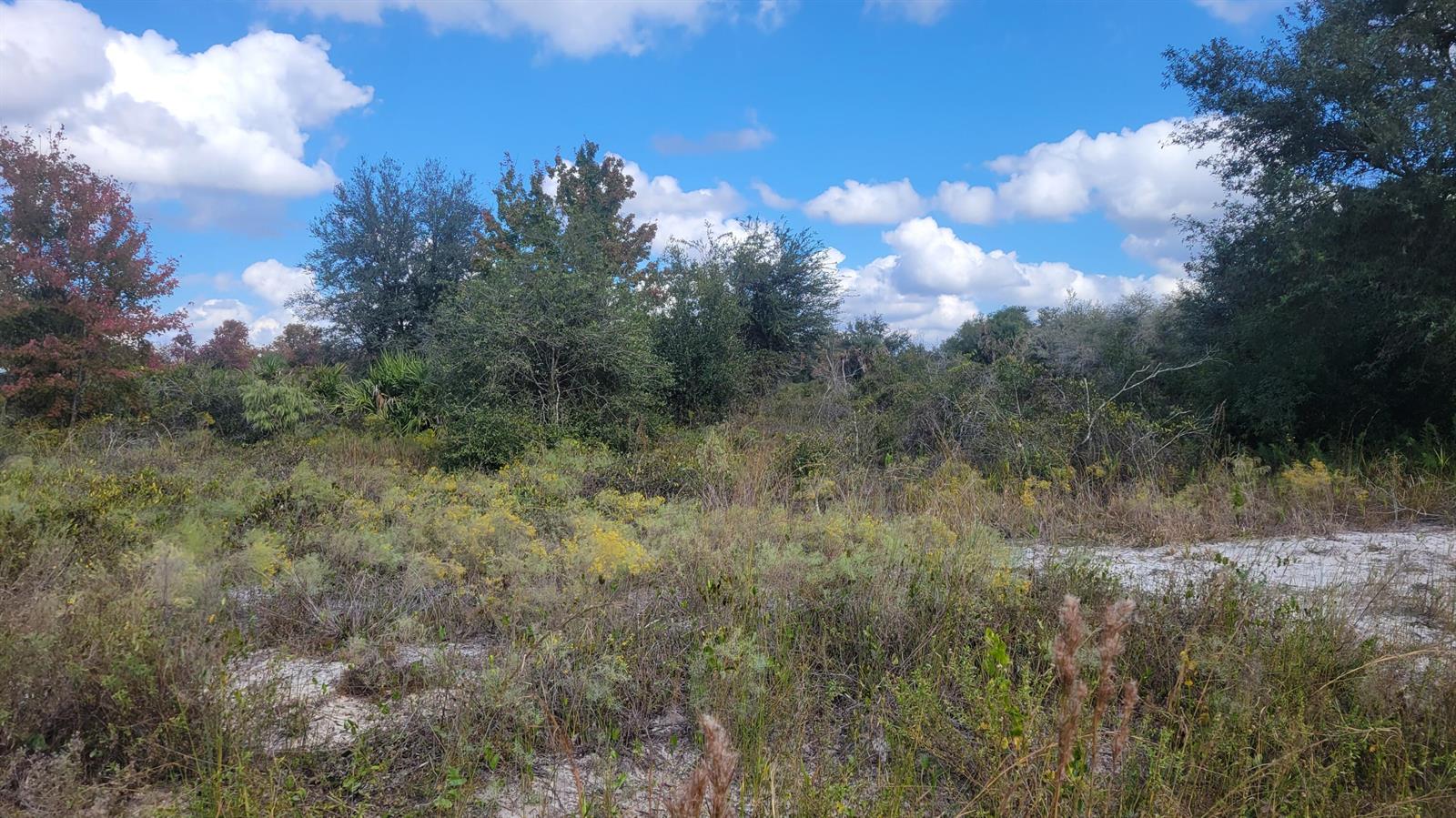 A vacant, sandy lot features patches of low-lying brush and a dense line of trees — 21321 NW 272nd Street, Okeechobee FL 34972, OKEECHOBEE, FL