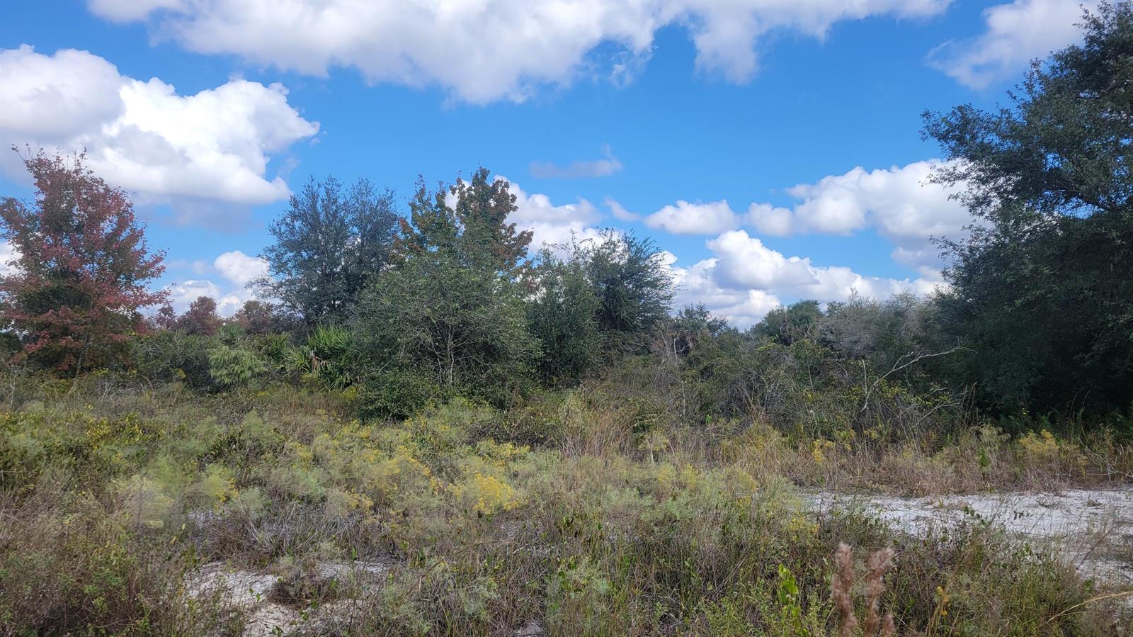A vacant, wooded lot features sandy soil, low-lying shrubs, and a variety of mature trees — 21321 NW 272nd Street, Okeechobee FL 34972, OKEECHOBEE, FL