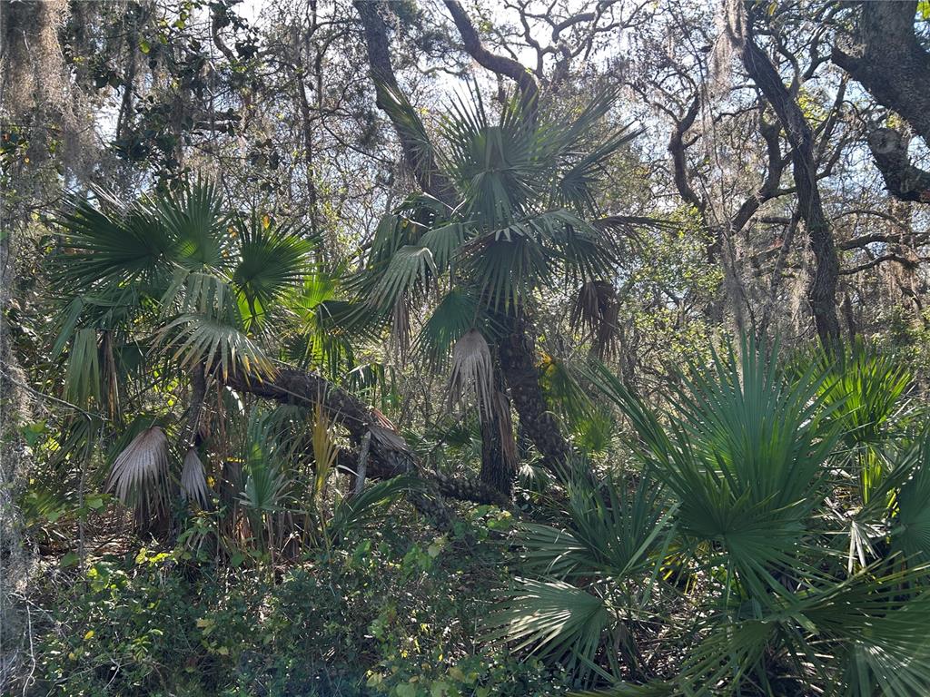 COUNTY ROAD 445A, ASTOR, FL — photo 2 of 2