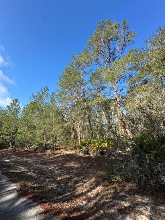 A dirt path leads toward a wooded area with tall pine trees and palmetto bushes — 21 FISHER TRAIL, OCKLAWAHA, FL