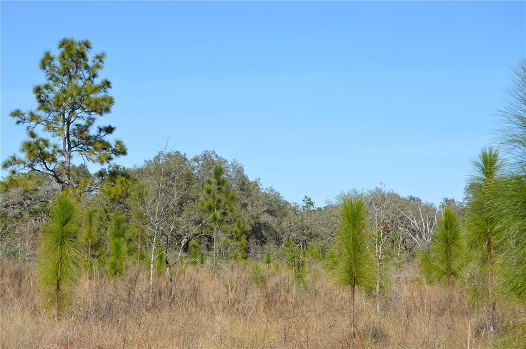 00 UNNAMED, SPRING HILL, FL — photo 2 of 30