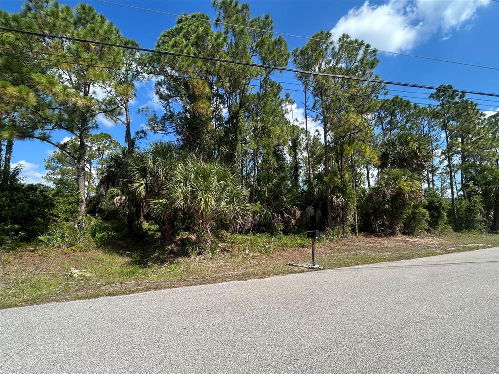 A vacant, wooded lot with tall pine trees and palmettos sits beside an asphalt road — BILLBERRY STREET, NORTH PORT, FL