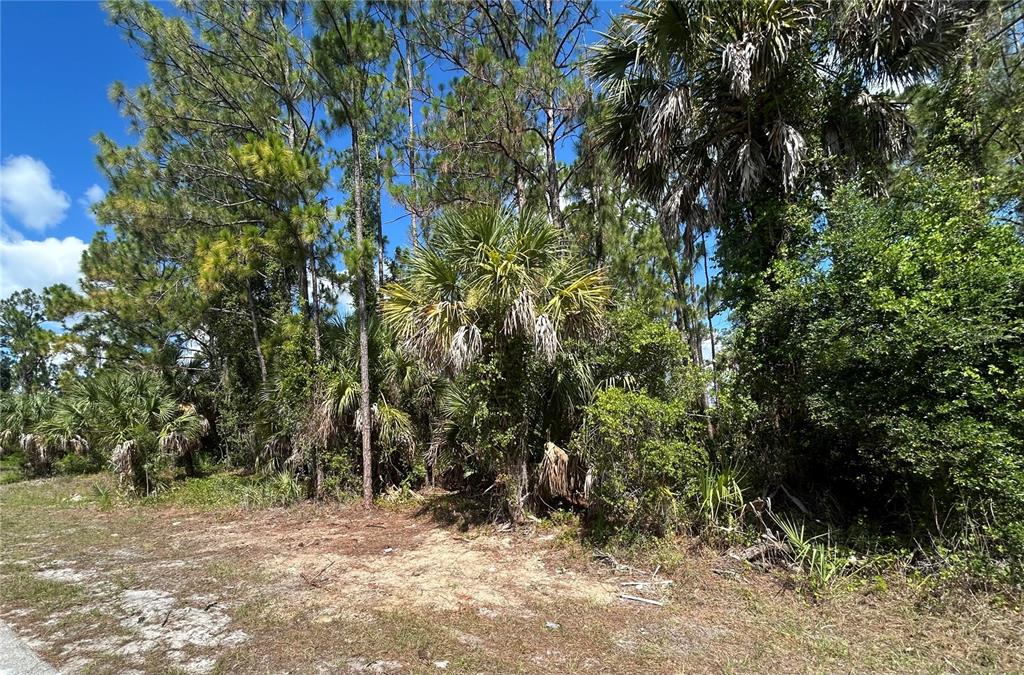 A wooded lot with pine trees and palmettos under a blue sky — BILLBERRY STREET, NORTH PORT, FL
