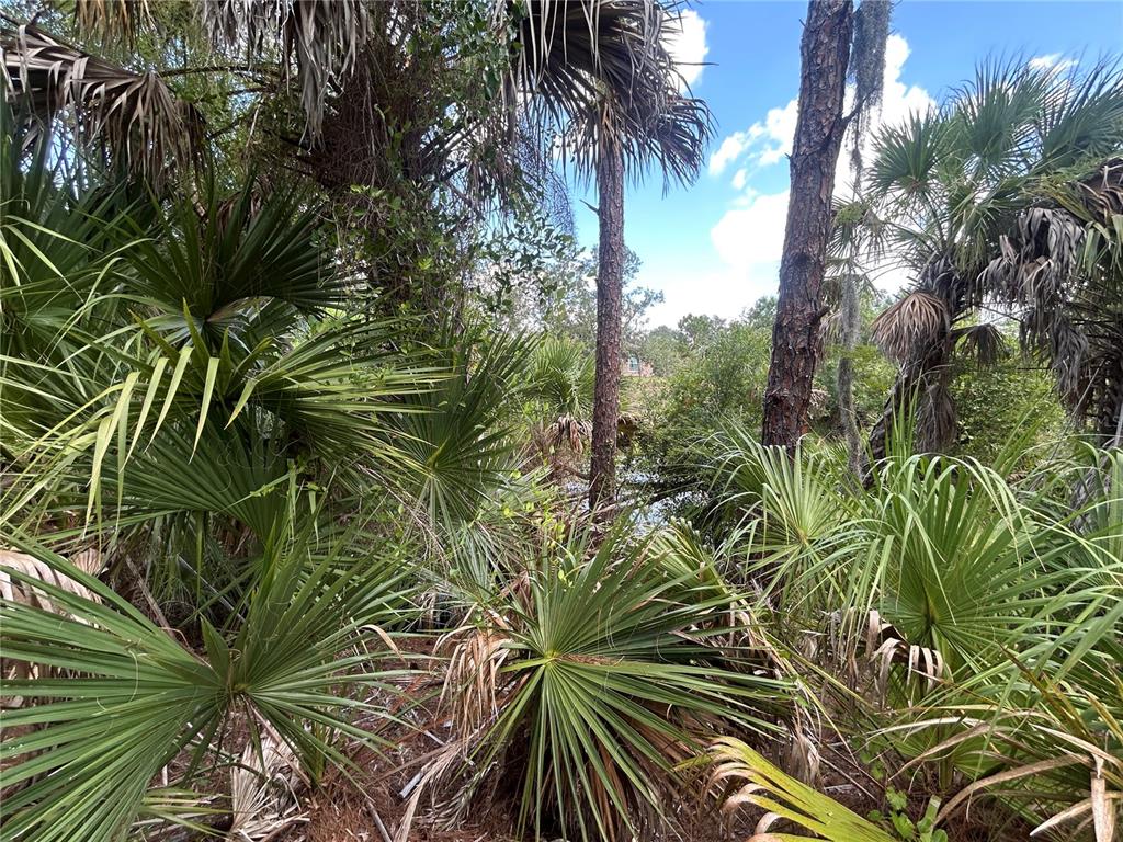 A dense cluster of saw palmettos and pine trees overlooks a small body of water — BILLBERRY STREET, NORTH PORT, FL