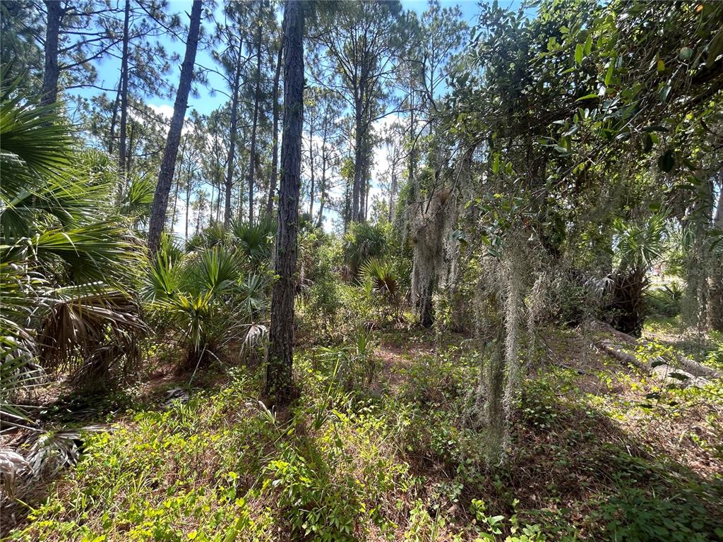 A wooded lot features tall pine trees, palmetto bushes, and Spanish moss hanging from branches — BILLBERRY STREET, NORTH PORT, FL