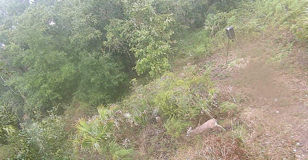 A deer walks through a wooded area near a tripod game feeder — 0 298th Street, Okeechobee FL 34972, OKEECHOBEE, FL