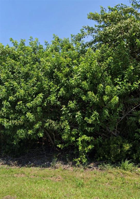 A dense, green hedge of trees and shrubs stands against a clear blue sky — 11082 CARNEGIE AVENUE, ENGLEWOOD, FL