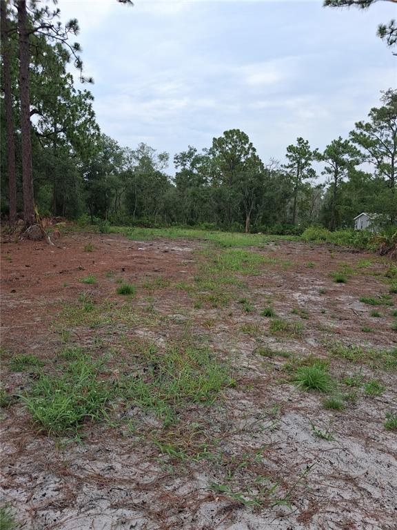 A view of a sandy, partially cleared residential lot surrounded by pine trees — PARK FOREST BOULEVARD, MOUNT DORA, FL