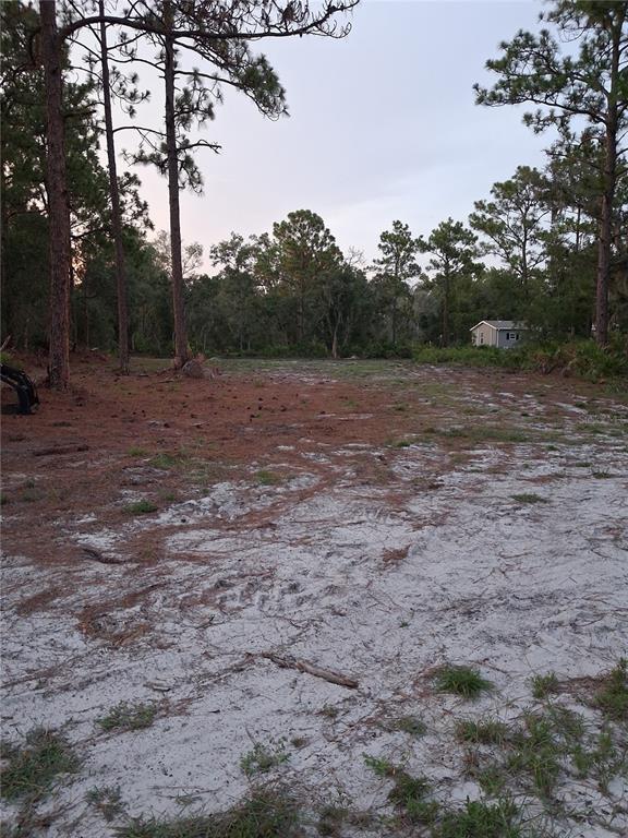 A sandy, partially cleared vacant lot surrounded by pine trees with a small house nearby — PARK FOREST BOULEVARD, MOUNT DORA, FL