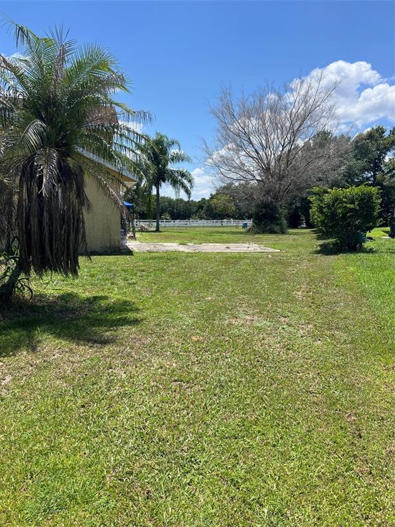 A grassy backyard features a concrete patio, a palm tree, and a large bare tree — 915 HILLSIDE COURT S, WINTER HAVEN, FL