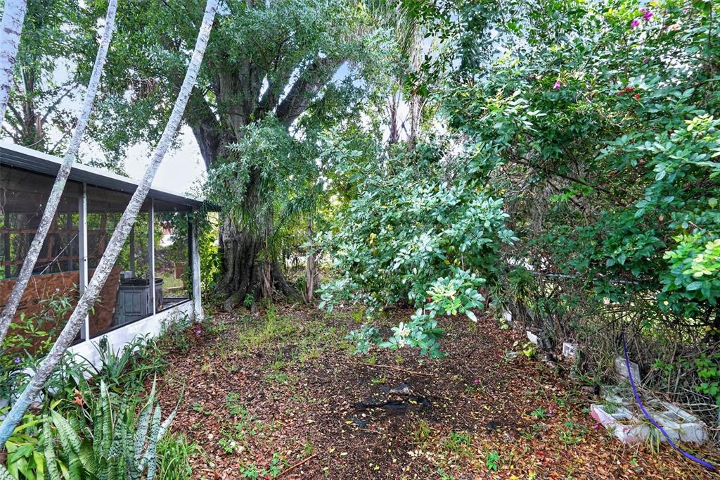 A view of a backyard area with a screened porch, large trees, and dense foliage — 509 DOMINO DRIVE N, RUSKIN, FL