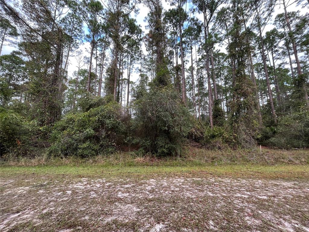 A wooded lot with tall pine trees and dense undergrowth sits behind a sandy area — 108 SE 5TH STREET, GEORGETOWN, FL