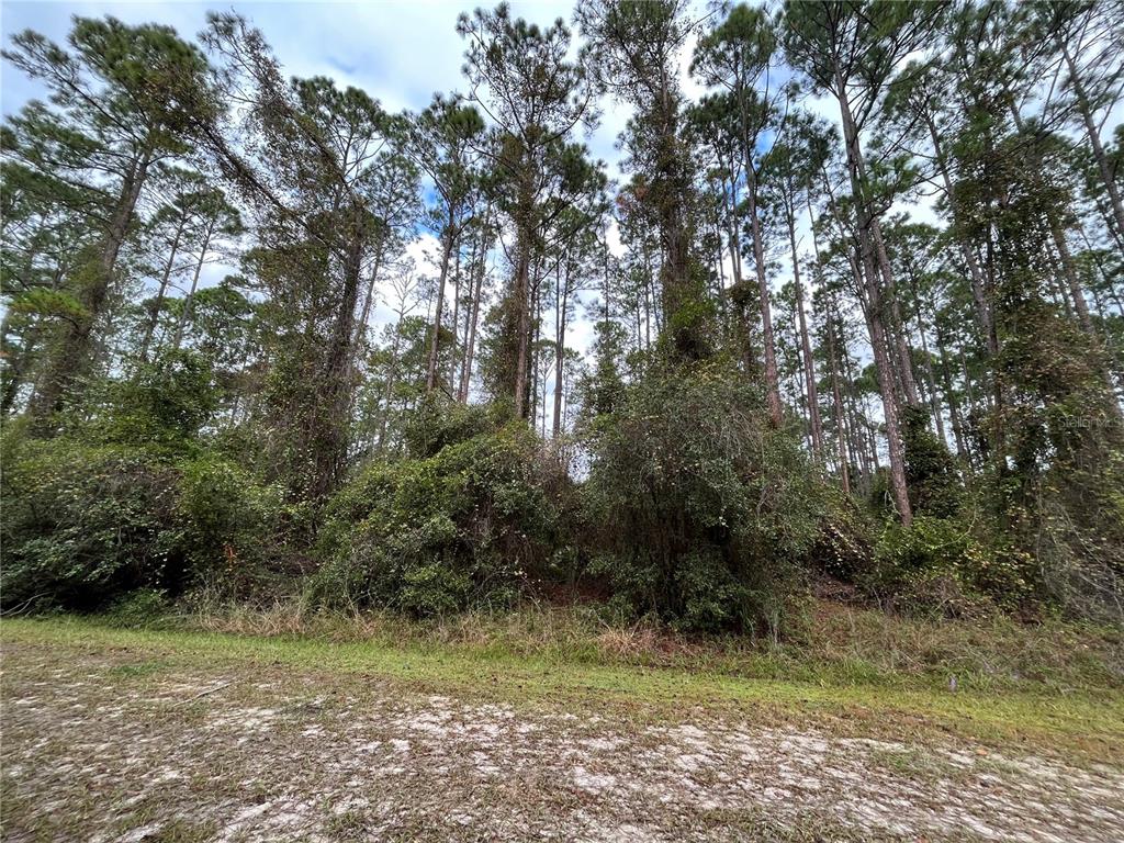 A view of a wooded lot with tall pine trees and dense undergrowth — 108 SE 5TH STREET, GEORGETOWN, FL