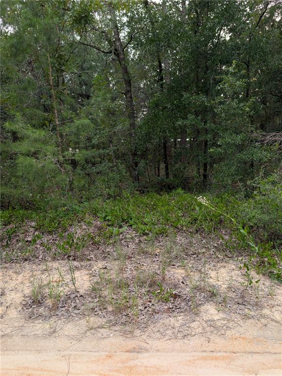PINEWAY DRIVE, INTERLACHEN, FL — photo 2 of 3