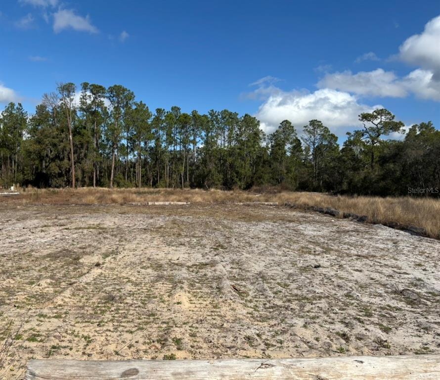 A cleared, sandy vacant lot is bordered by a line of tall pine trees — 0 MIDWAY ROAD, HAINES CITY, FL