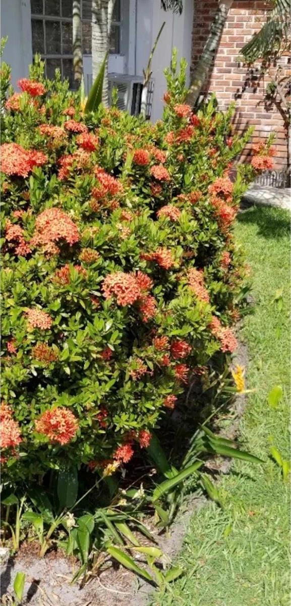 A large, flowering Ixora shrub grows in front of a brick wall and a house — 27 NW 14th Avenue, Delray Beach FL 33444, DELRAY BEACH, FL
