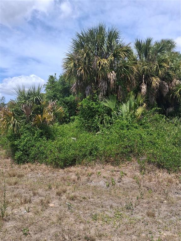 A view of a grassy, undeveloped lot with dense palm trees and thick vegetation — N HOLLOWAY AVENUE, NORTH PORT, FL