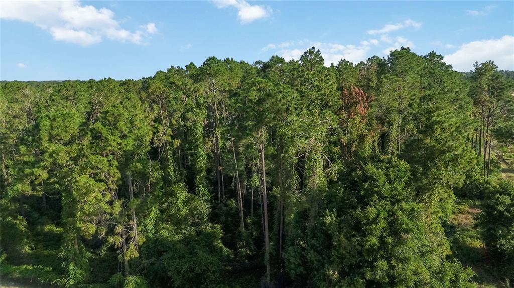 An aerial view shows a dense forest of tall pine trees under a blue sky — 23175 N BUCKHILL ROAD, HOWEY IN THE HILLS, FL