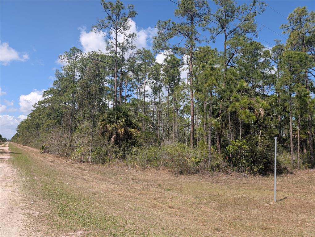 A dirt road runs alongside a wooded lot with tall pine trees and palmettos — 802 ALTHEA DRIVE, INDIAN LAKE ESTATES, FL