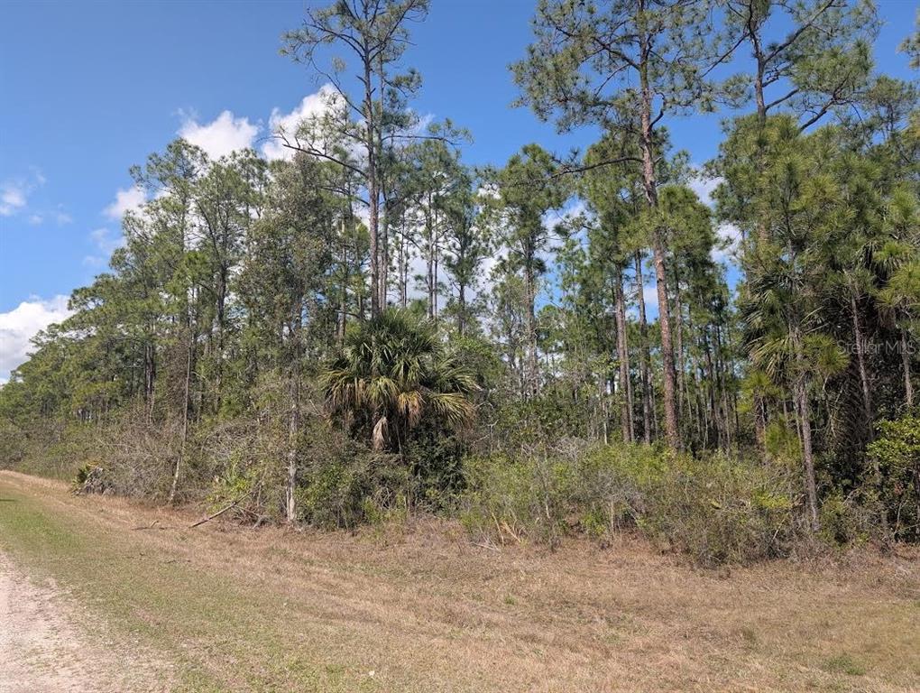 A dirt road runs alongside a wooded lot featuring tall pine trees and palmetto bushes — 802 ALTHEA DRIVE, INDIAN LAKE ESTATES, FL