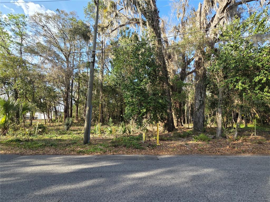 A wooded, undeveloped lot with a utility pole and survey markers along a paved road — 214 NE 13TH AVENUE, GAINESVILLE, FL
