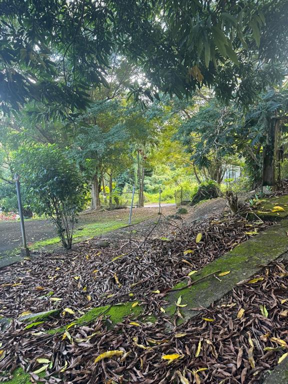 A sloped, leaf-covered yard with mossy concrete steps leads toward trees and a distant fence — 185 KM 6.1 CAMPO RICO ROAD, CANOVANAS, PR