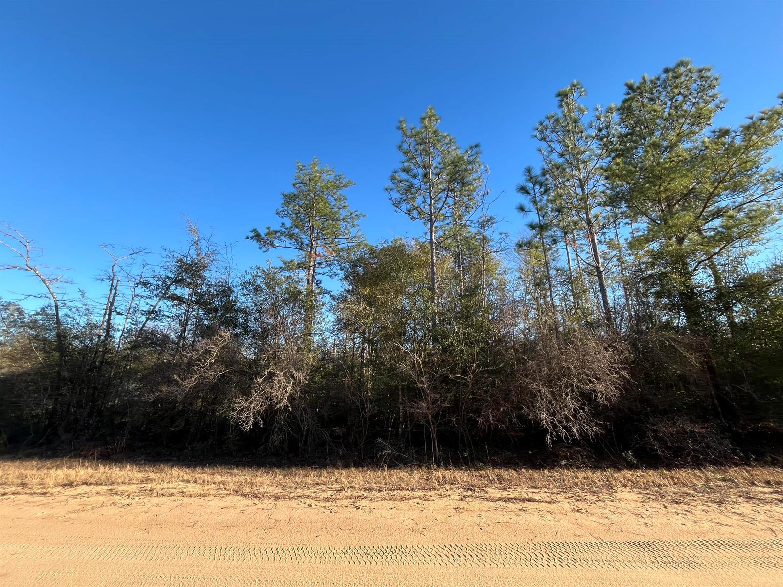 A sandy road runs in front of a line of tall pine trees and brush — Tbd Goreville, FL 32420, FL
