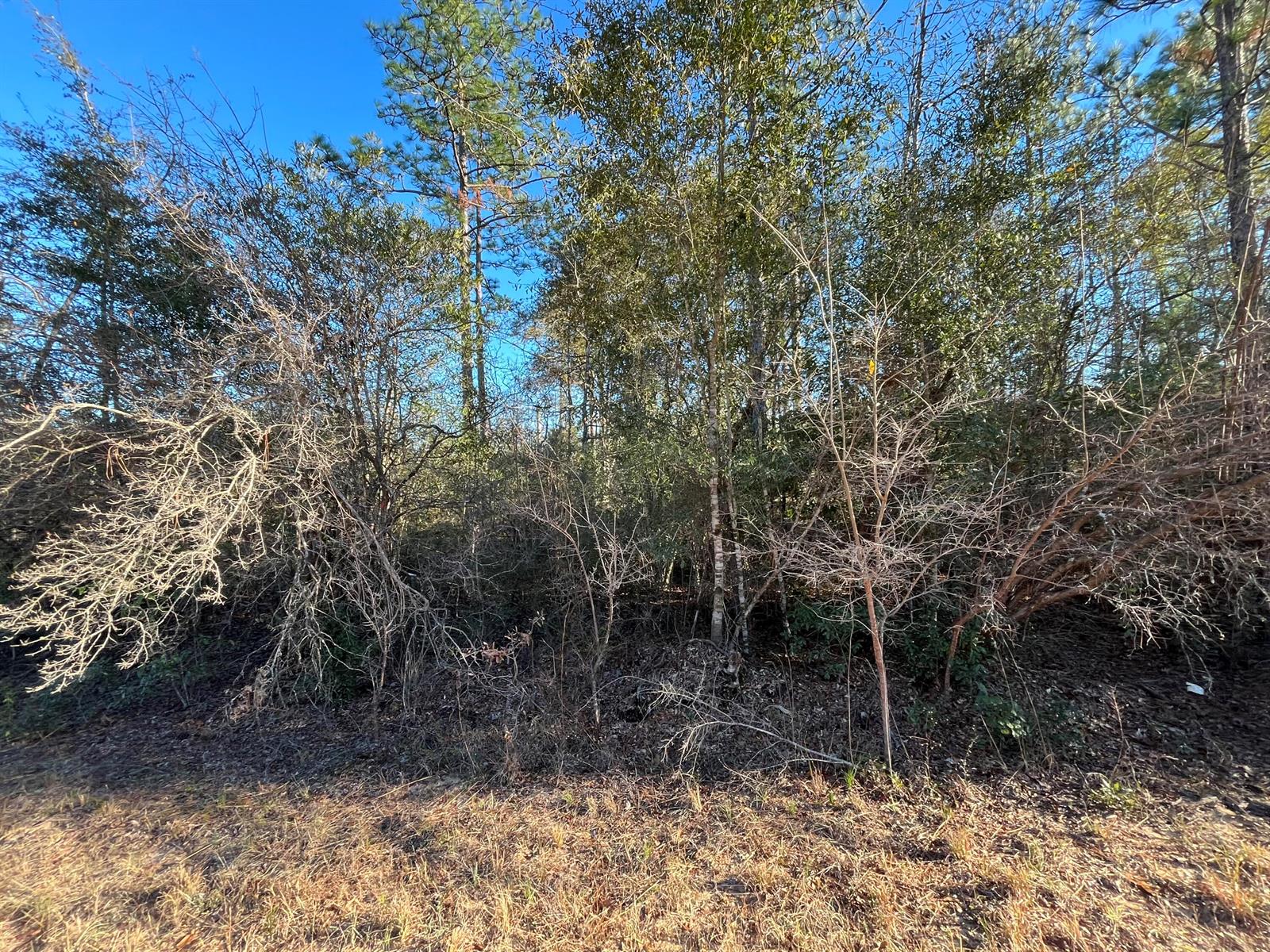 A view of a wooded lot with dense trees and brush under a clear sky — Tbd Goreville, FL 32420, FL