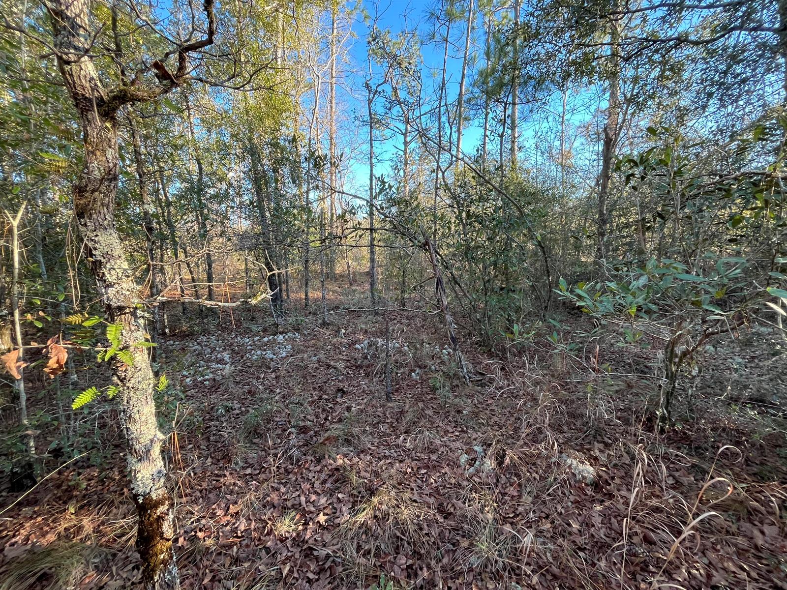 A wooded area with scattered rocks, fallen leaves, and various trees under a blue sky — Tbd Goreville, FL 32420, FL